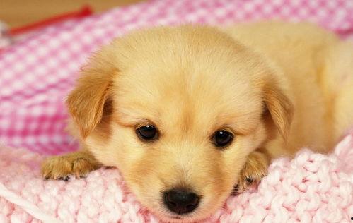 国产最漂亮狗狗视频大全