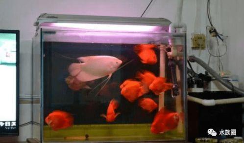 养国产斗鱼需要过滤吗视频,过滤系统的重要性