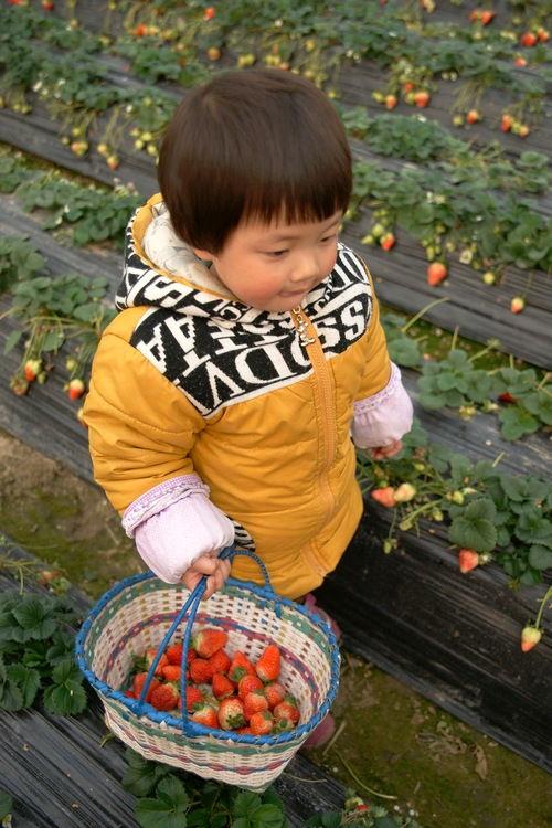 国产草莓视频儿童女孩,国产草莓视频中的甜美童年
