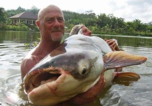 国产大鲶鱼视频大全下载,探寻水下奇观之美  第2张