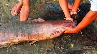 国产大鲶鱼视频大全下载,探寻水下奇观之美  第3张