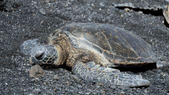 国产乌龟视频搞笑片段,萌态百出，笑料连连  第2张