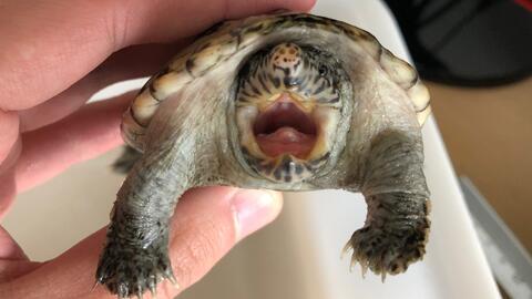 国产乌龟视频搞笑片段,萌态百出，笑料连连  第3张